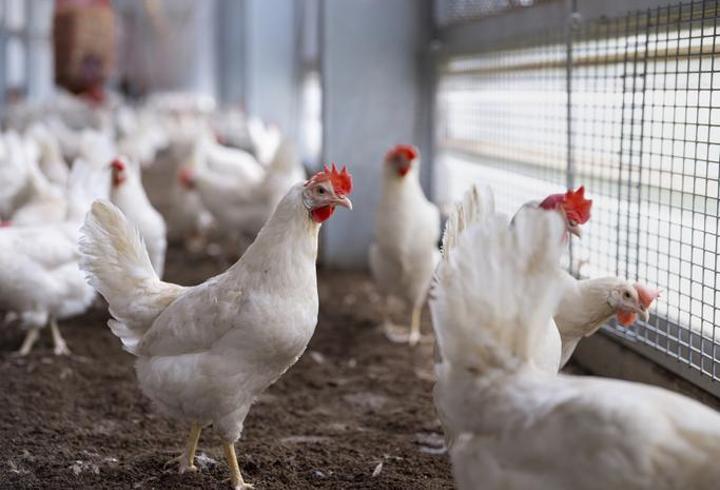 Tavuk eti ve yumurta üretiminde artış! Yumurta üretimi 2 milyarı aştı