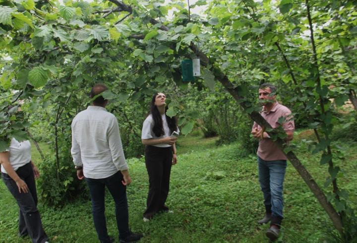 Karadeniz'de istilacı böcek kabusuna 'siber' kalkan