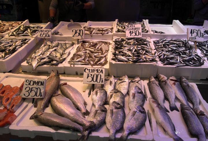 Karadeniz’de palamut göç etmeye başladı; hamsi bolluğu beklentisi