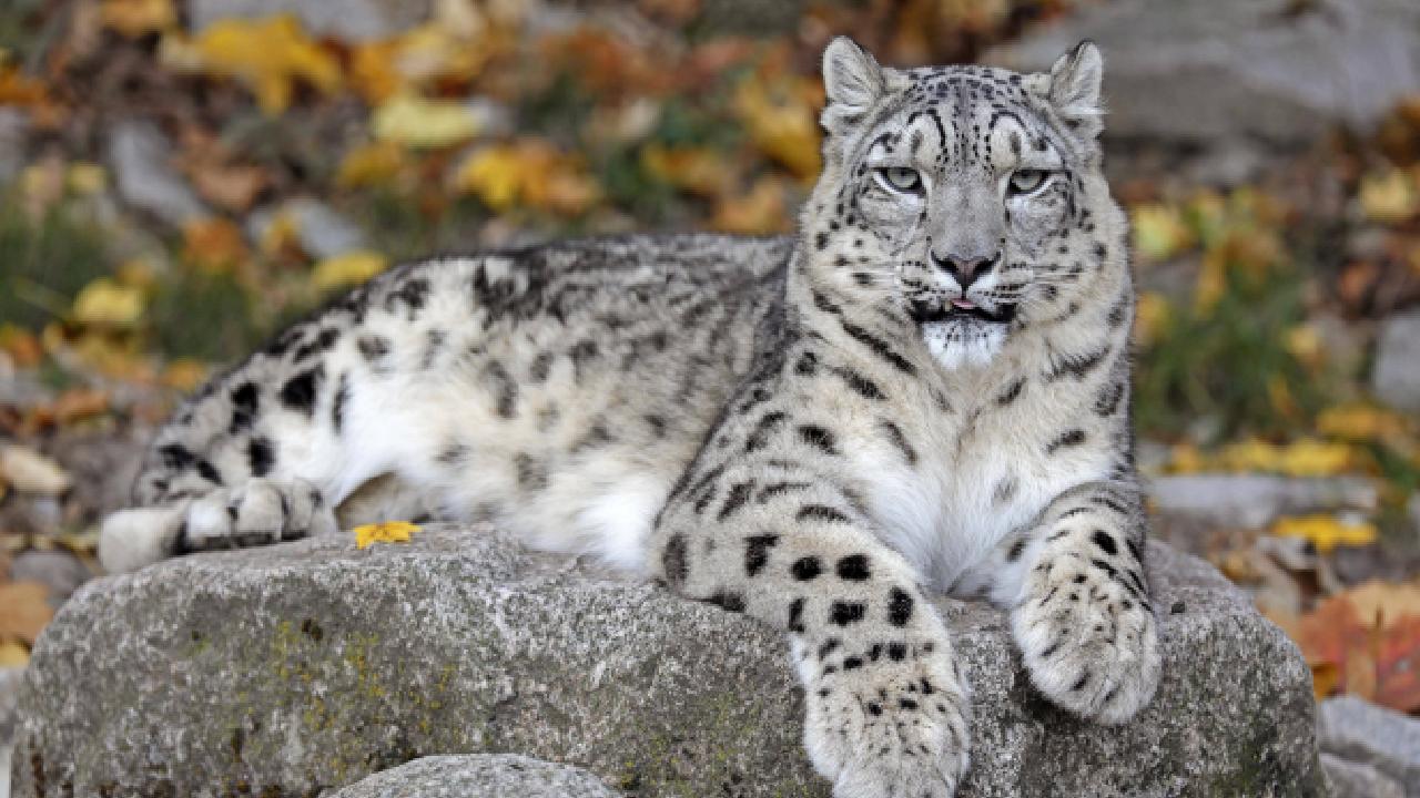 Hayvanat bahçesi görevlisi leopar saldırısı sonucu hayatını kaybetti